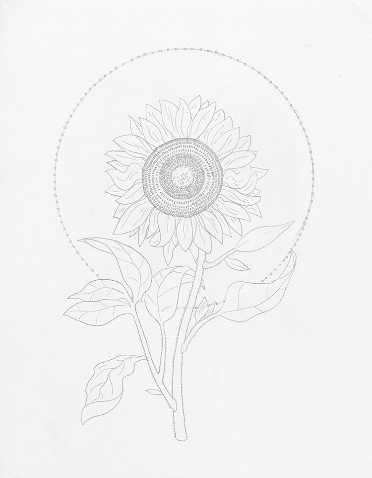 How to draw a sunflower ?