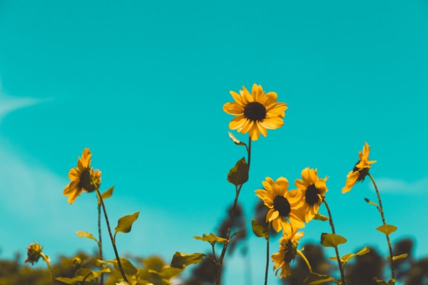 Sunflower symbolism