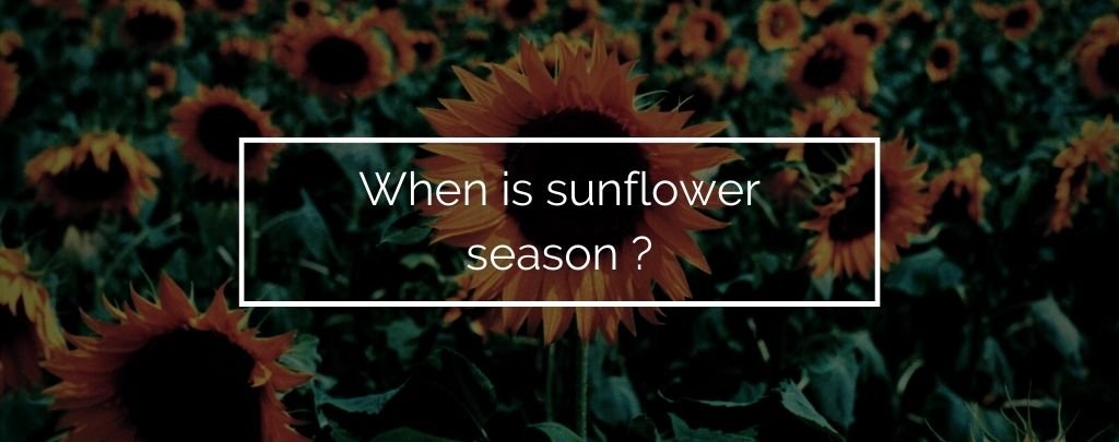 When is sunflower season ?