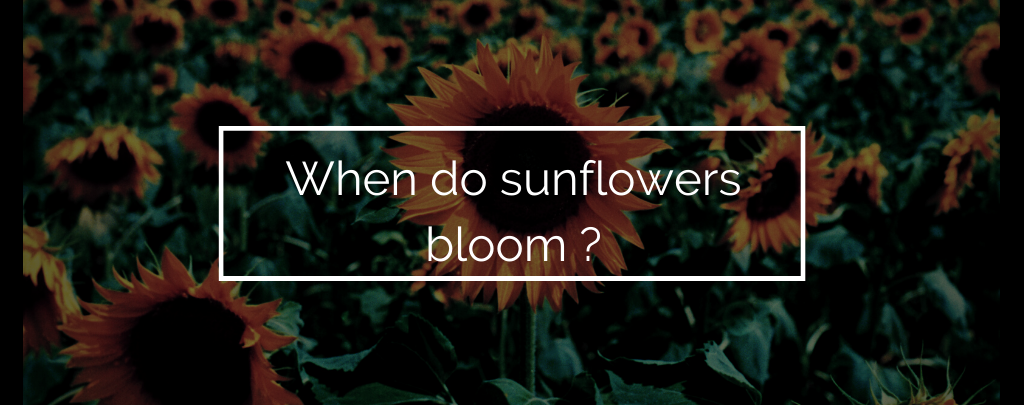 When do sunflowers bloom ?
