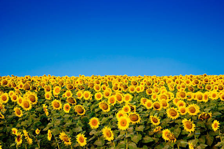 When do sunflowers bloom ?