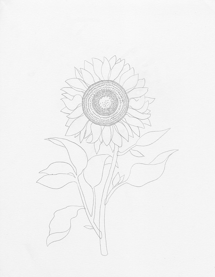 How to draw a sunflower ?