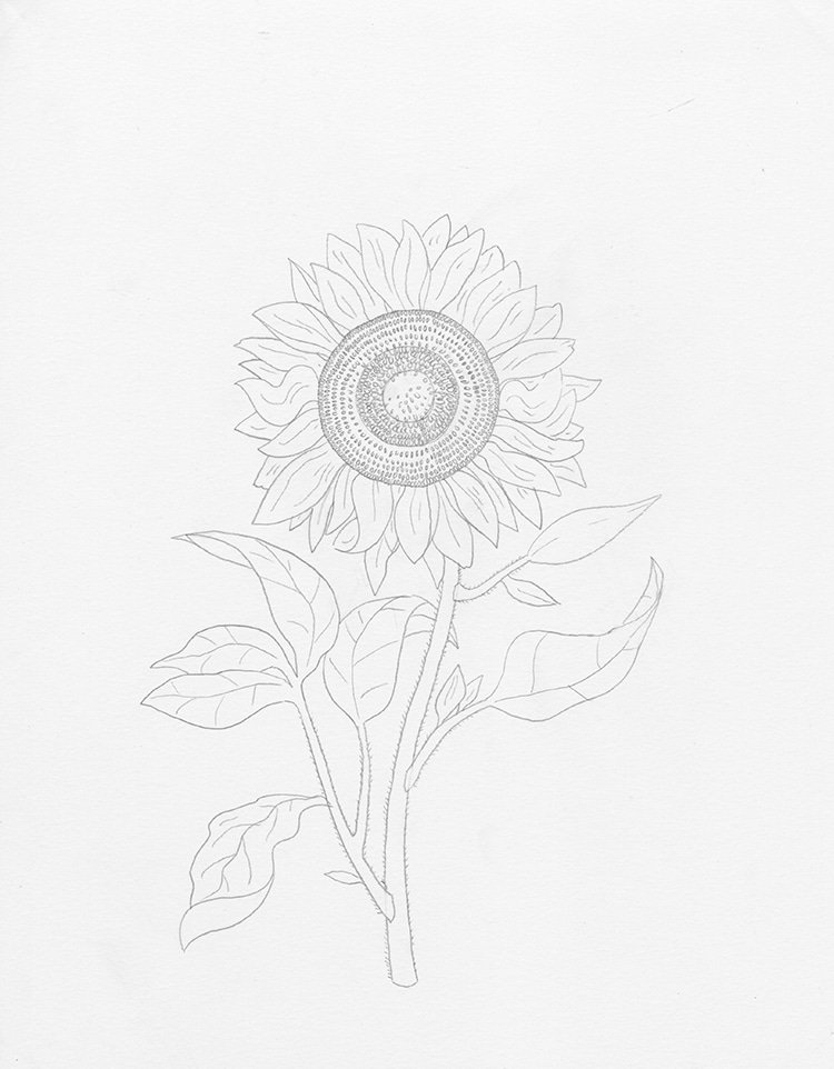 How to draw a sunflower ?