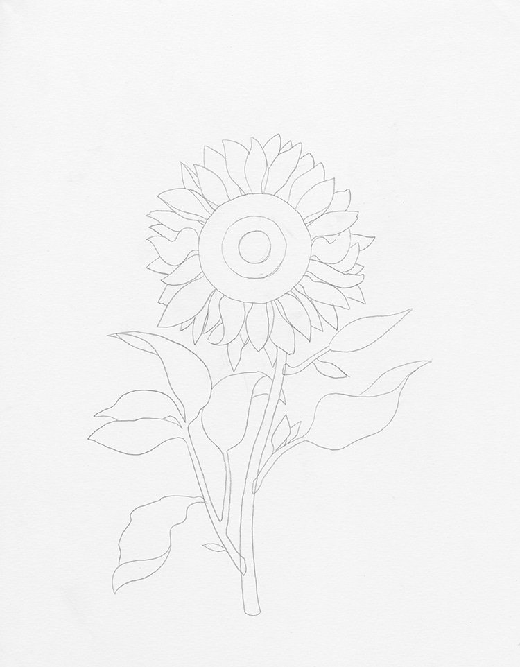 How to draw a sunflower ?